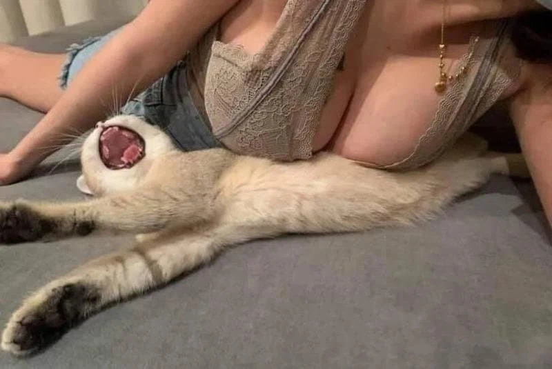 유압 프레스에 깔려 몸부림치는 고양이.jpg_1.webp