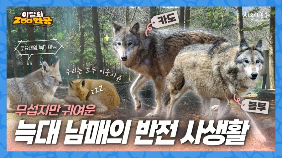 늑구 덕분에 서울대공원이랑 청주동물원도 노젓는중_1.webp
