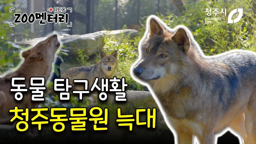 늑구 덕분에 서울대공원이랑 청주동물원도 노젓는중_2.webp