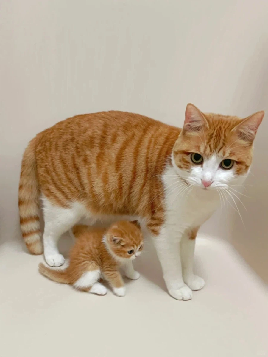 남남인데 너무 닯은 두 고양이_1.webp