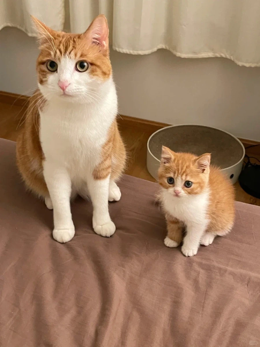 남남인데 너무 닯은 두 고양이_2.webp