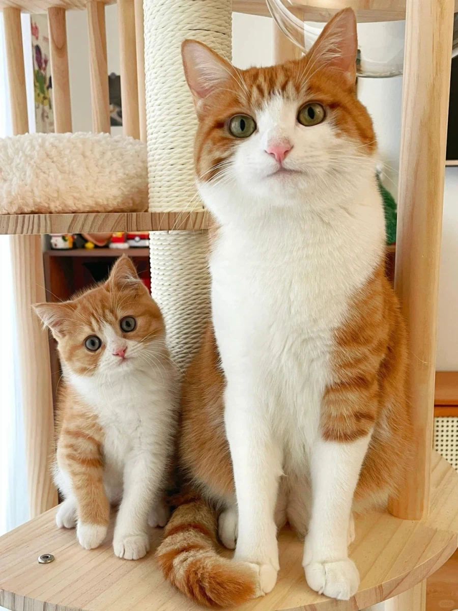 남남인데 너무 닯은 두 고양이_3.webp