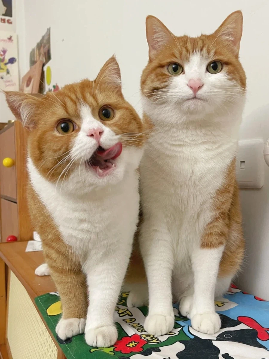 남남인데 너무 닯은 두 고양이_6.webp