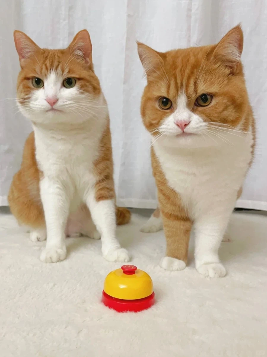 남남인데 너무 닯은 두 고양이_7.webp