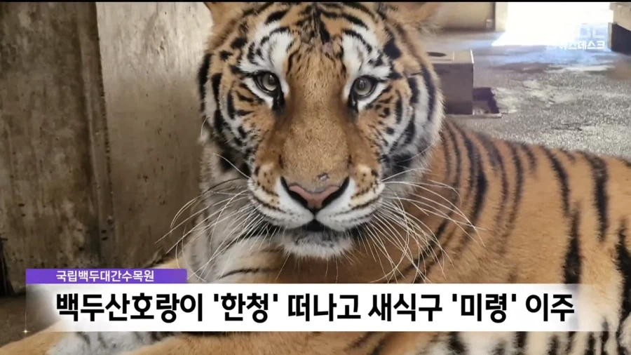 국내에서 가장 순한 호랑이.jpg_1.webp