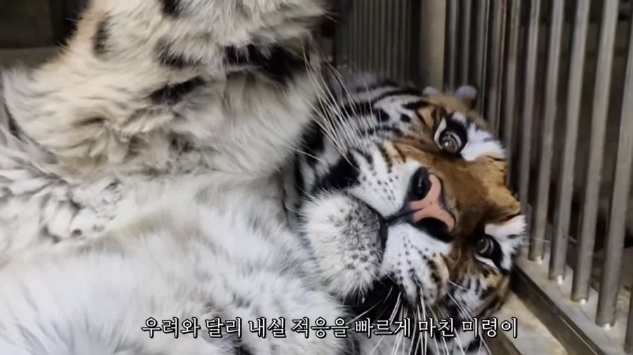 국내에서 가장 순한 호랑이.jpg_2.webp
