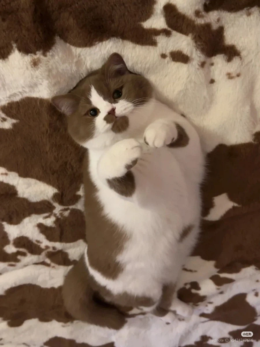 고양이 위장색 _1.webp
