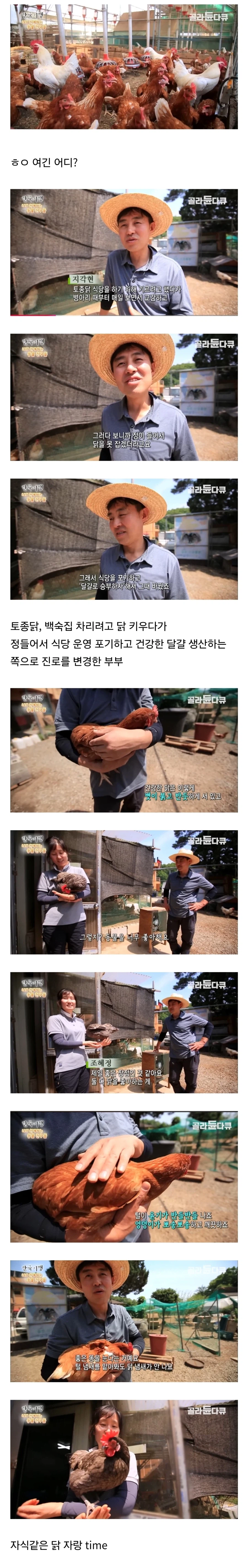 토종닭 백숙집 차리려고 닭 키우다가 그만 정들어버린 부부_1.webp