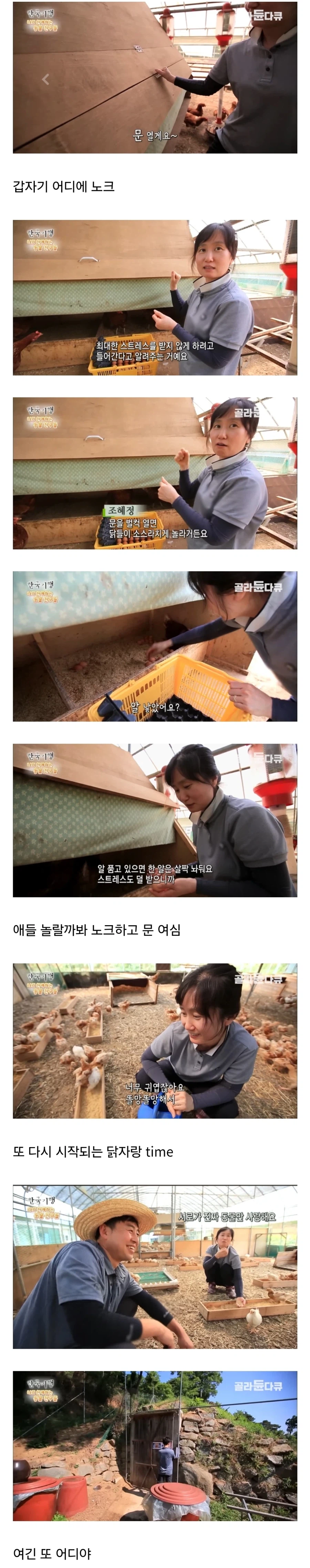 토종닭 백숙집 차리려고 닭 키우다가 그만 정들어버린 부부_2.webp