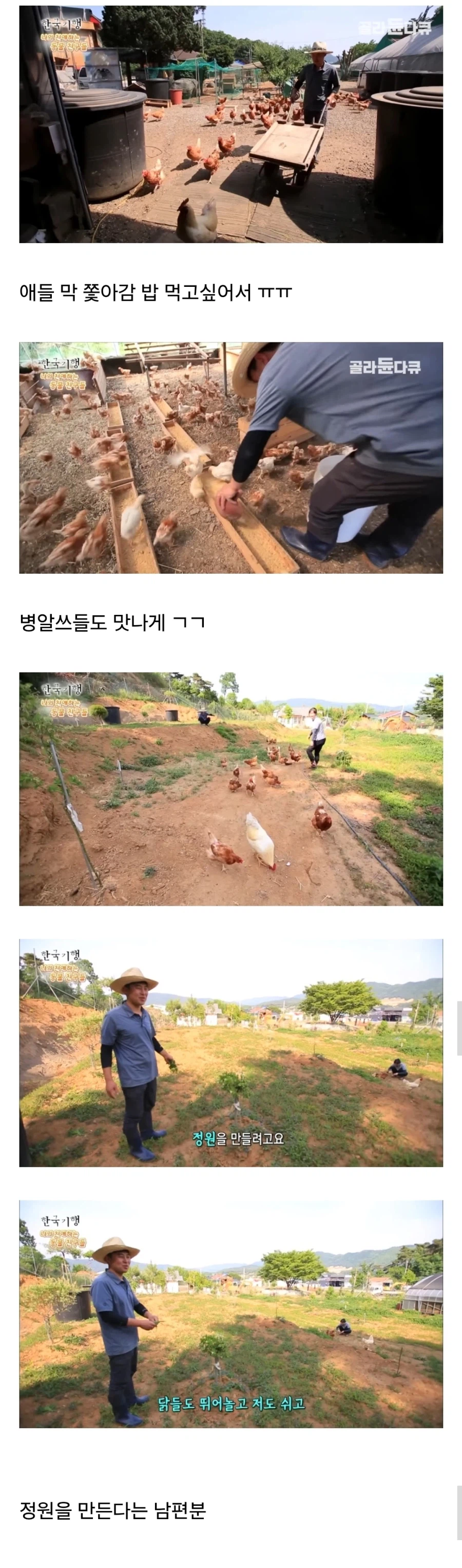 토종닭 백숙집 차리려고 닭 키우다가 그만 정들어버린 부부_4.webp