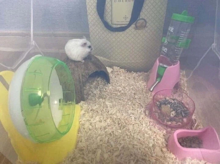 초등학생과 햄스터 용품 당근 거래한 후기.jpg_5.webp