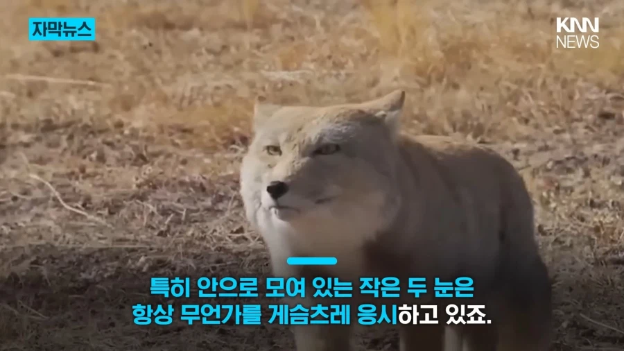 모두를 속인 티베트여우_1.webp