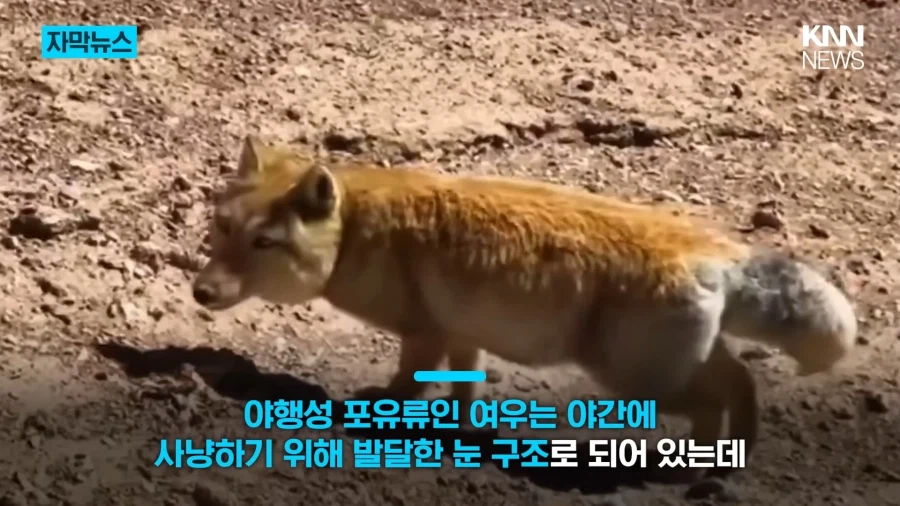 모두를 속인 티베트여우_2.webp