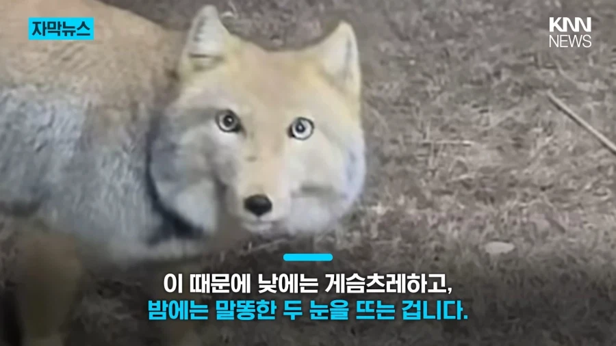 모두를 속인 티베트여우_3.webp