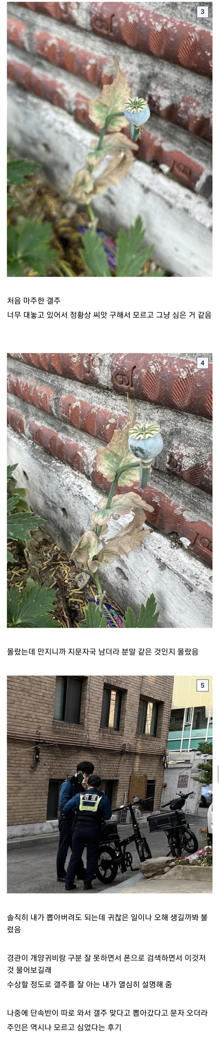 식물갤 갤주 영접 후기.jpg_2.webp