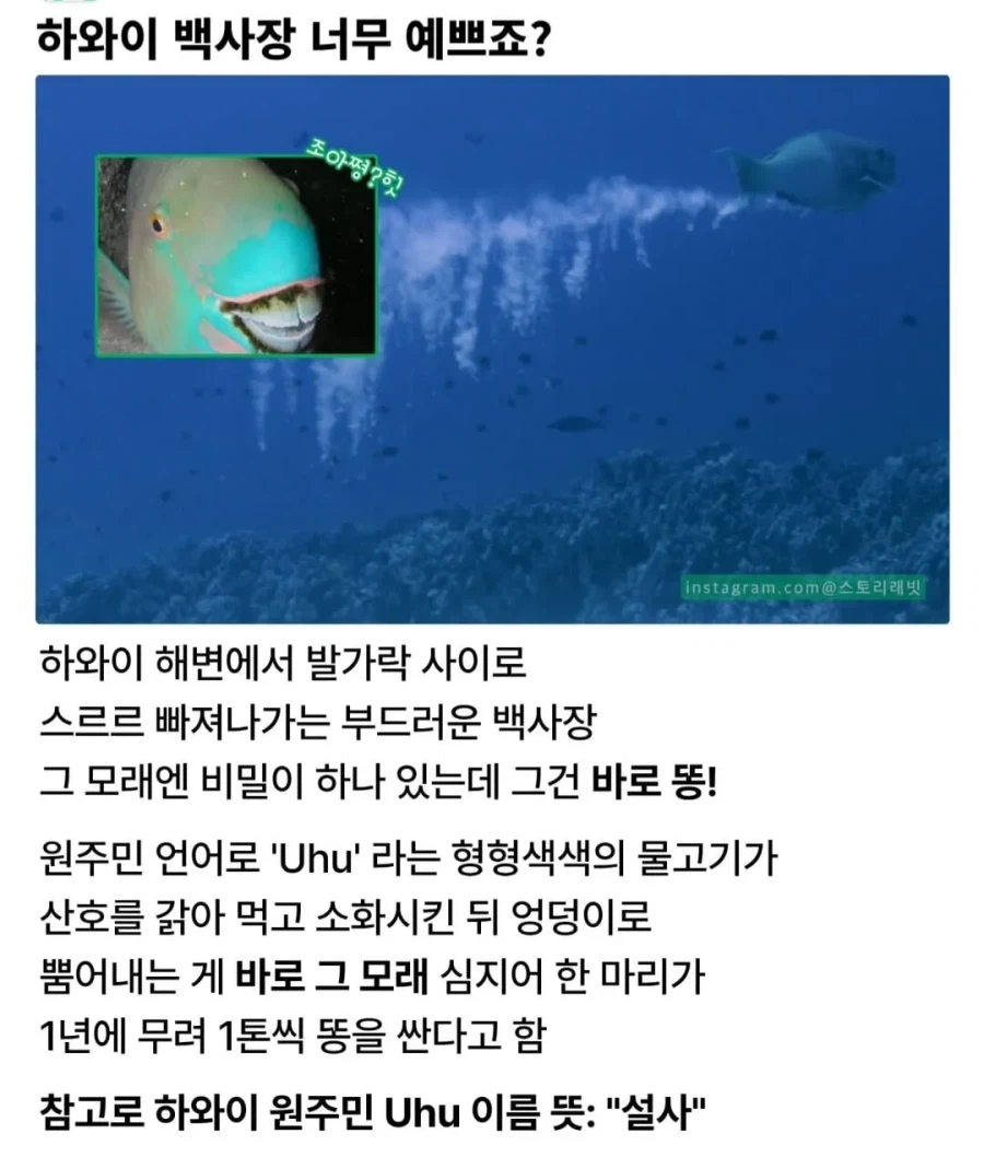 하와이 백사장의 비밀.jpg_1.webp