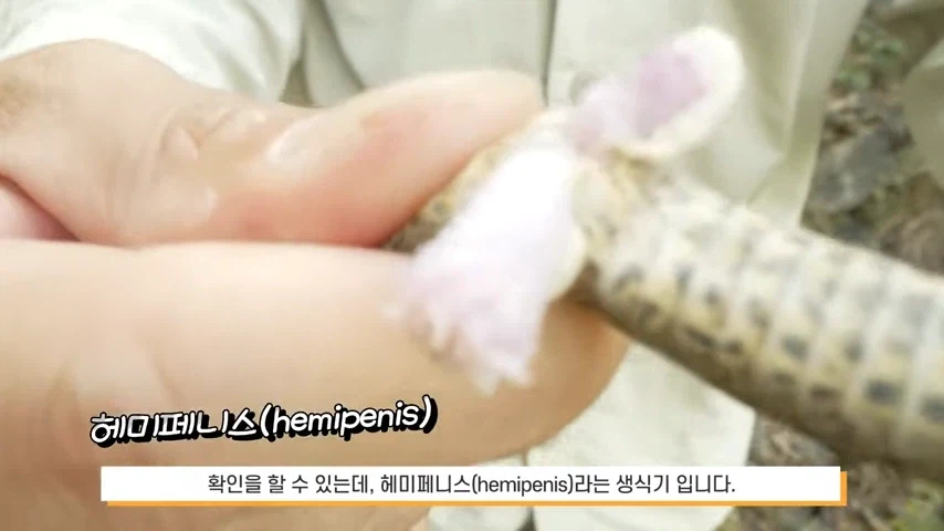 공공기관 공식 유튜브 채널이 말아주는 뱀XX_1.webp