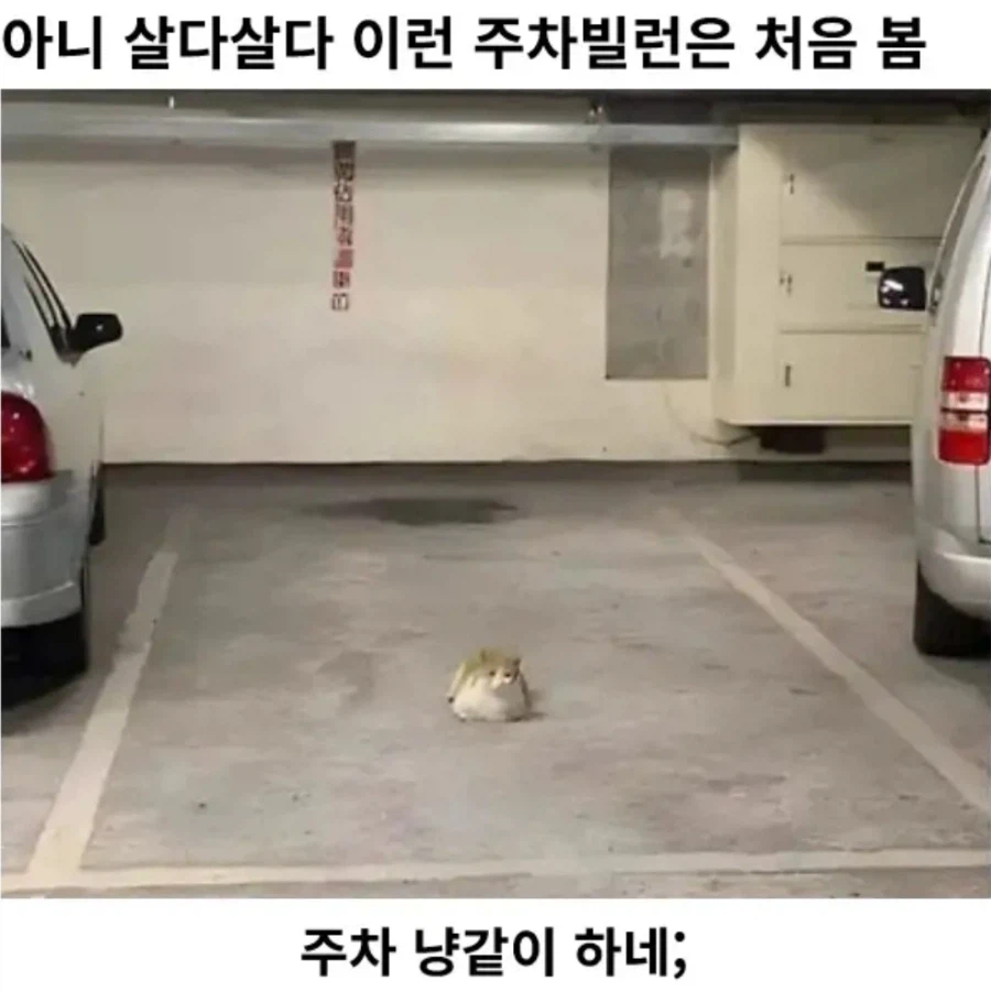 아니 살다살다 이런 주차빌런은 처음 봄_1.webp