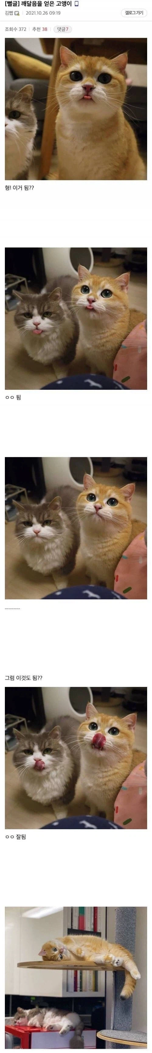깨달음을 얻은 냥이 jpg._1.webp