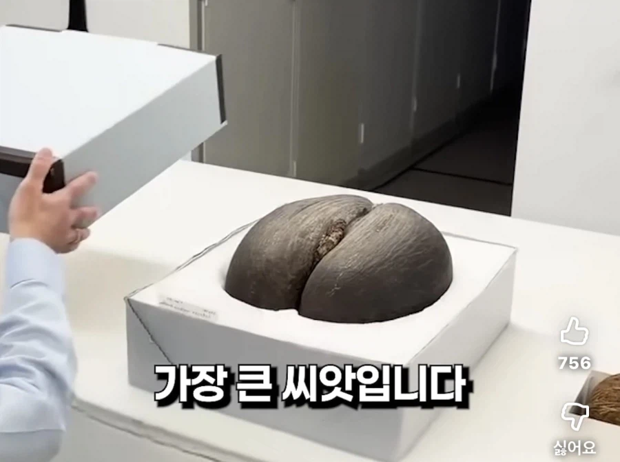 세상에서 가장 큰 씨앗.jpg_2.webp