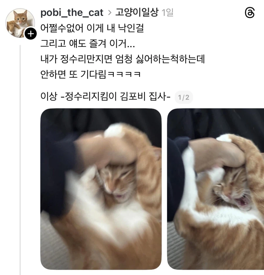역동적인 고양이 사진.jpg_1.webp