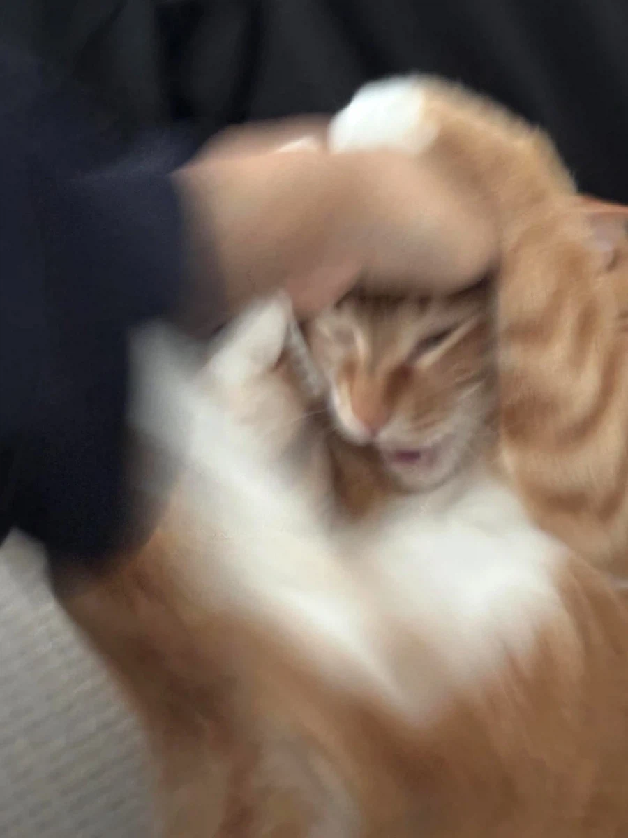 역동적인 고양이 사진.jpg_2.webp