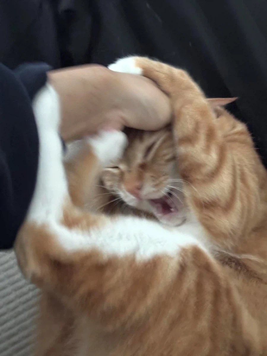 역동적인 고양이 사진.jpg_3.webp