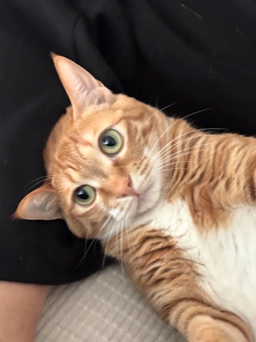 역동적인 고양이 사진.jpg_4.webp