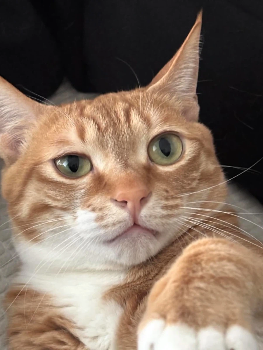역동적인 고양이 사진.jpg_5.webp