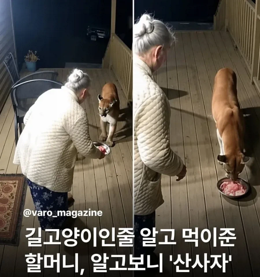 매일 고양이에게 먹이준 할머니_1.webp