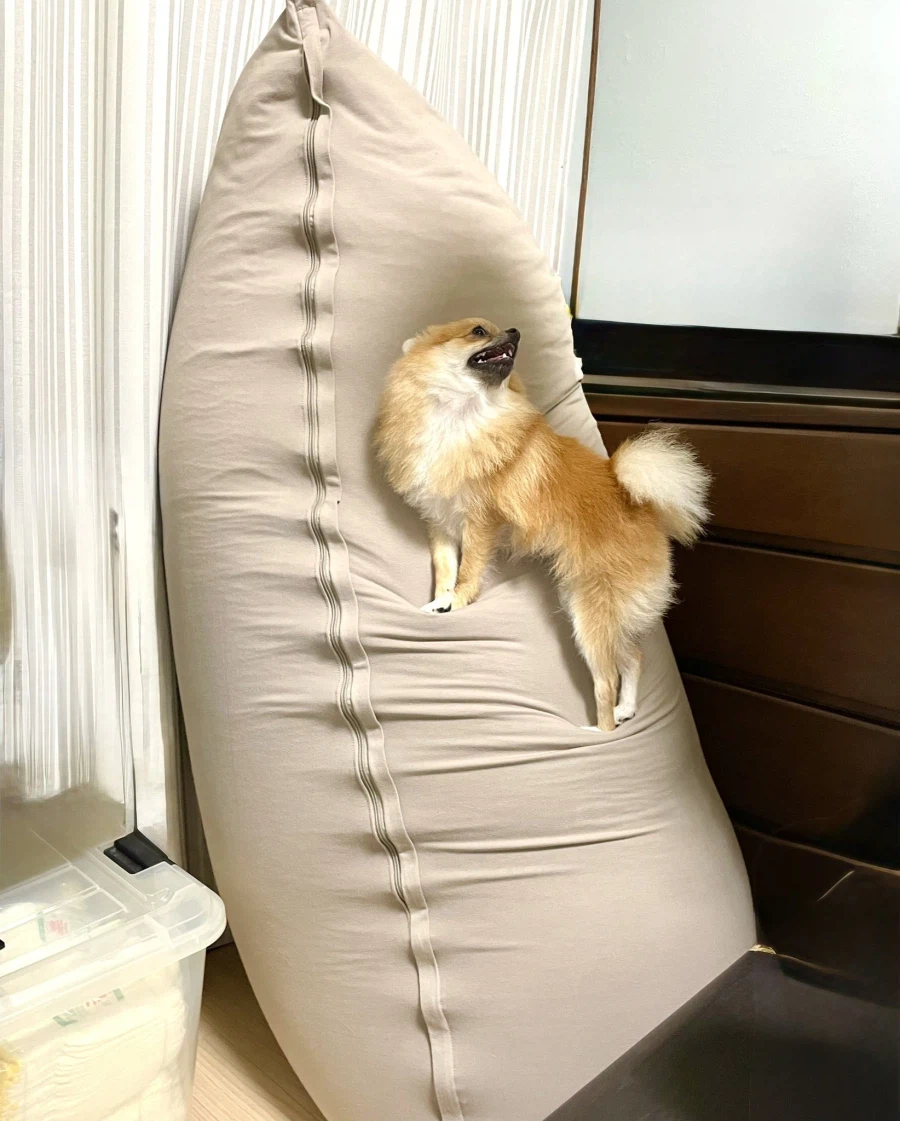 가정용 염소_1.webp