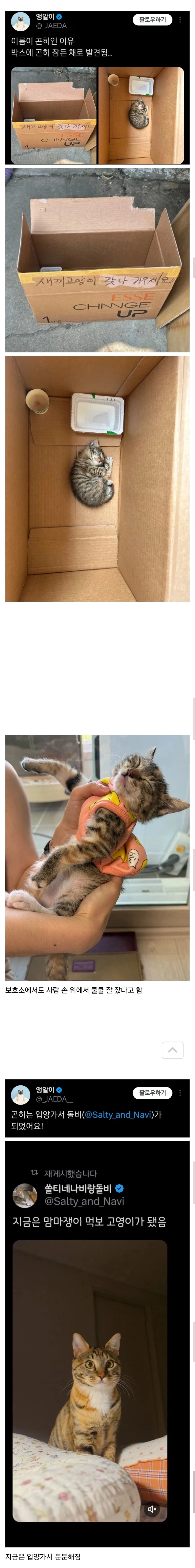 고양이 이름이