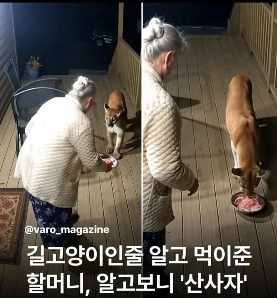 매일 길고양이에게 먹이를 주는 할머니_1.webp