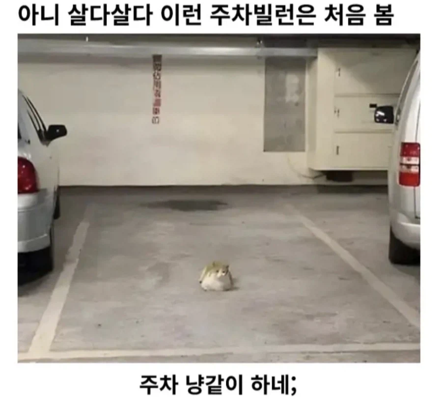 말 안통하는 주차빌런_1.webp