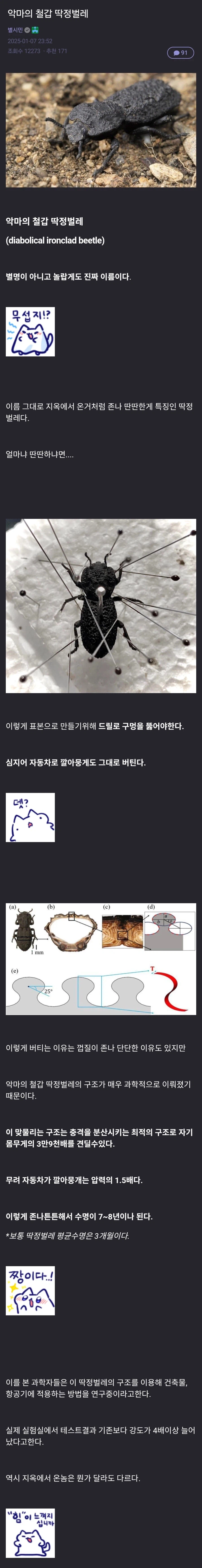 악마의 철갑 딱정벌레.jpg_1.webp