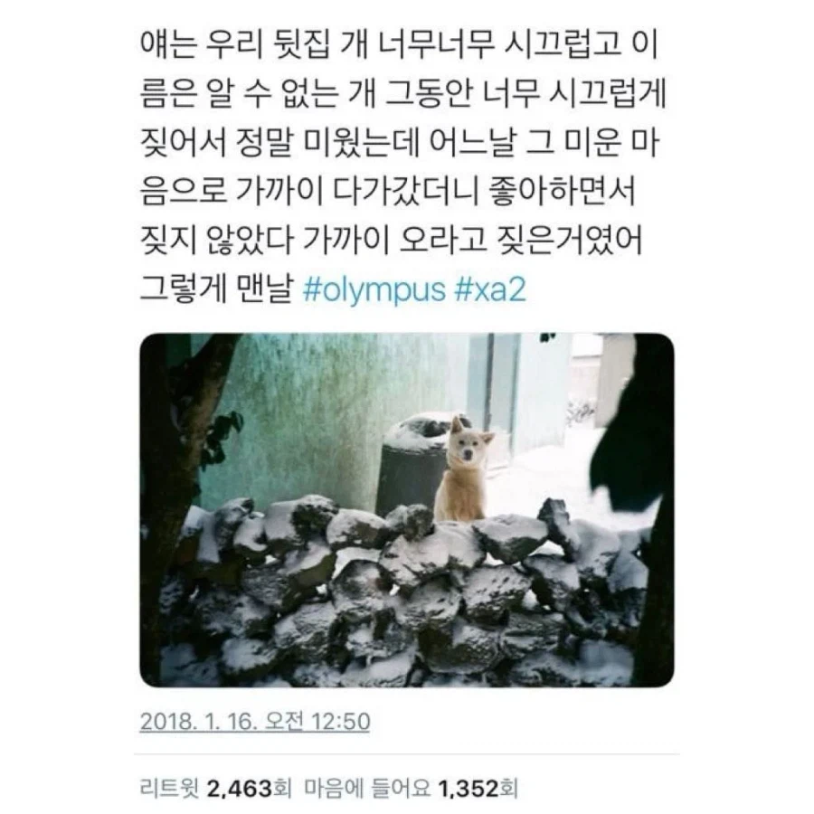 강아지에게 받는 완전무결한 사랑_2.webp
