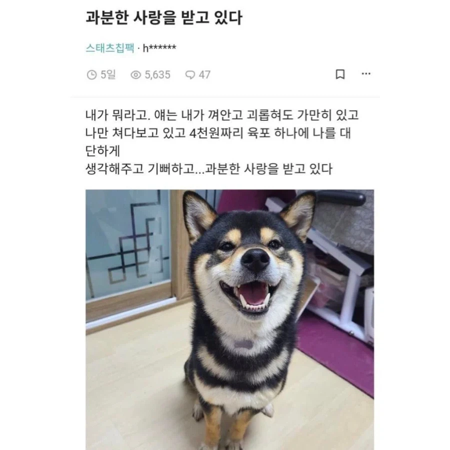 강아지에게 받는 완전무결한 사랑_3.webp