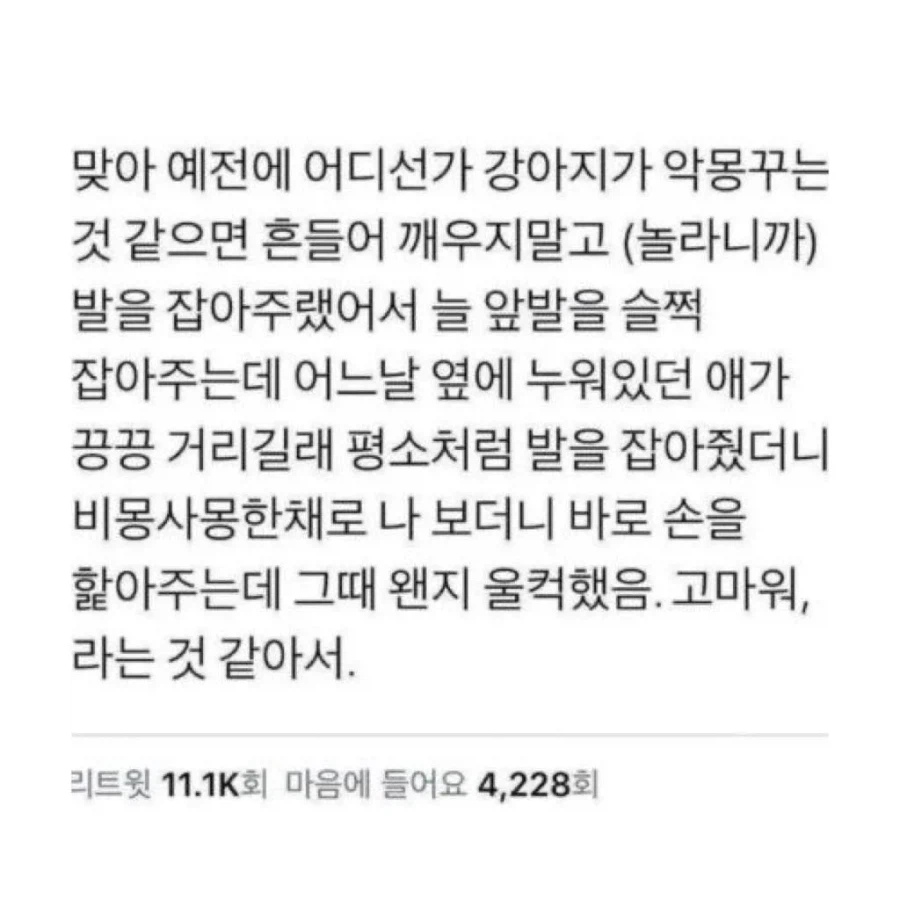 강아지에게 받는 완전무결한 사랑_4.webp