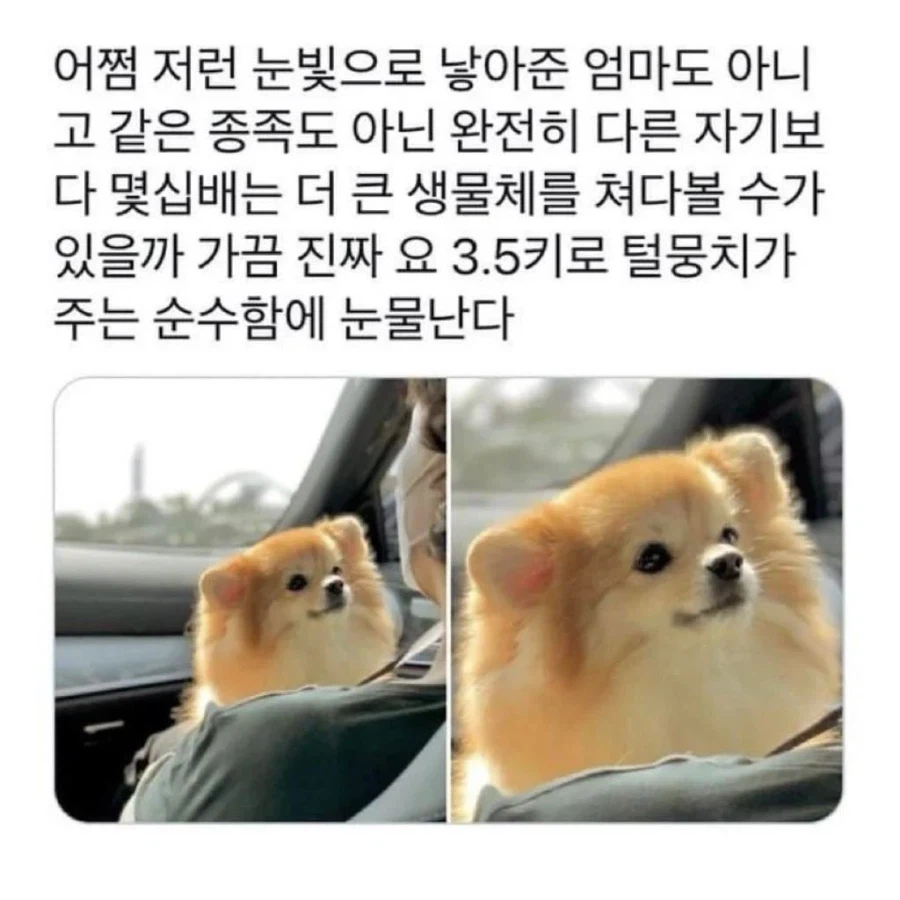 강아지에게 받는 완전무결한 사랑_5.webp