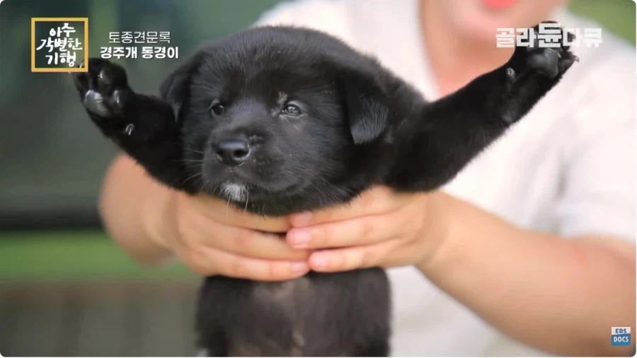 경주에서만 키울수 있는 우리나라 토종견_1.webp