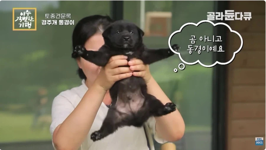 경주에서만 키울수 있는 우리나라 토종견_2.webp