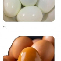 달걀.JPG