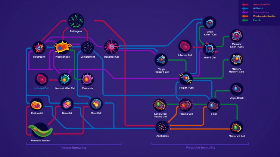 Immune System 2021 (Video by kurzgesagt) : r/kurzgesagt