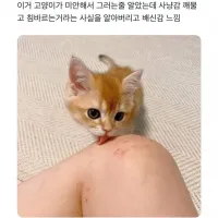 고양이가 깨물고 핣아주는 이유