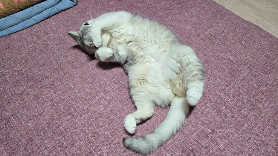 왜 고우앵이는 발라당 누워 있는거지 ㅋㅋㅋ_7.jpg