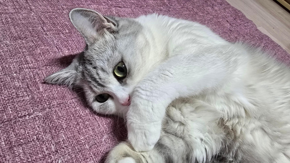 왜 고우앵이는 발라당 누워 있는거지 ㅋㅋㅋ_11.jpg
