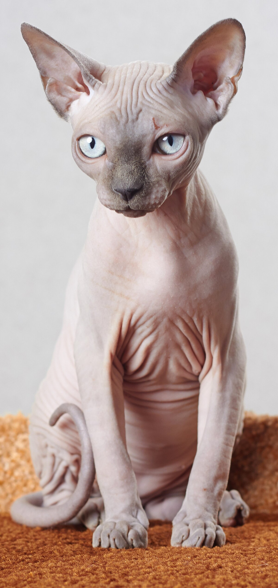 Sphynx cat - Wikipedia