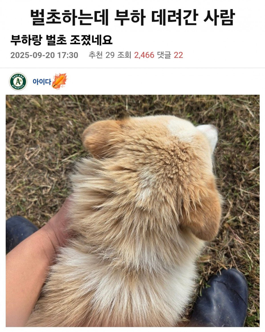 부하랑 벌초 조졌네요 ㄷㄷㄷ.jpg