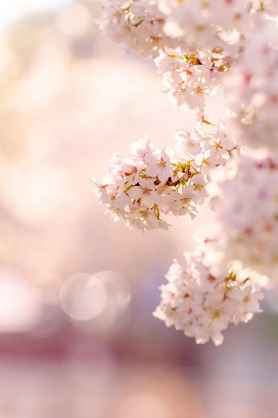 전 여친이랑 꽃 구경 갔는데 사람들이 자꾸 쳐다봄_2.webp