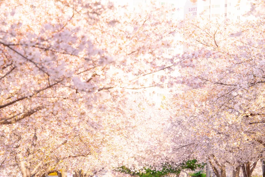 전 여친이랑 꽃 구경 갔는데 사람들이 자꾸 쳐다봄_4.webp